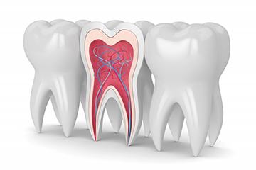 anatomy of a tooth